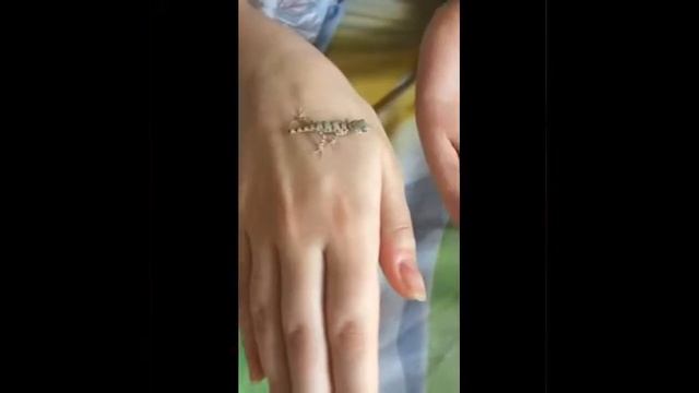 Геккон ручной смотреть онлайн