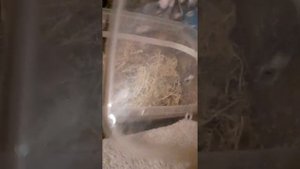 Необычный питомец лягушка рогатка