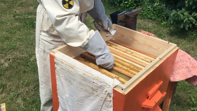 Ставлю клеточку с маткой Карника в новую семью смотреть онлайн