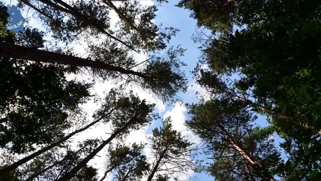 Прогулка по лесу.   "Звуки леса". 1 часть .   Пролетарский парк . г Саранск .15.07.2021. #425