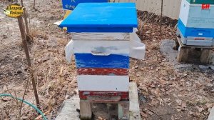 ПЧЕЛОВОДСТВО, верхняя вентиляция, нет раннего расплода нет проблем зимой