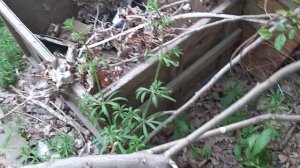 полиграфмаш