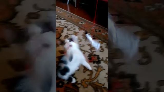 Котенок Шпуля играет с фантиком