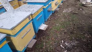 Пчеловодство.Белковая подкормка для пчел