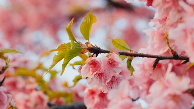 Радость, не тоска смотреть онлайн