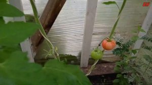 урожайны сорта томата и перца