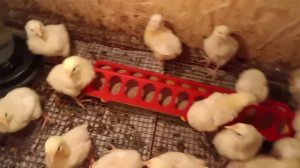 Свой первый урожай ореха 🥜Дотаскали землю💪🤗Готовим сарай бройлерам🐥🐤Дом в станице🏡