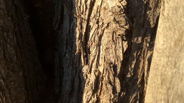 Прыткая ящерица и прыткий кот.