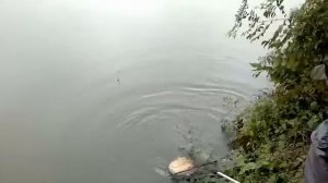 рыбалка . Голодная Черепаха 2