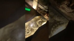 Лабиринт пройди путем эволюции музей дарвина