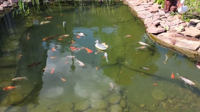 Карпы кои и Шубункины в пруду смотреть онлайн