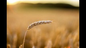 Витамин B1 (Б1): основные сведения