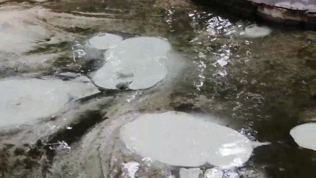 Орловское Полесье 13. 08.23 #ялюблюжизнь