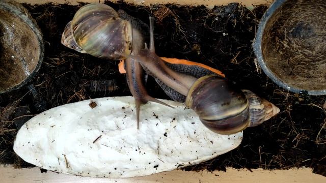 Улитки едят морковку. смотреть онлайн