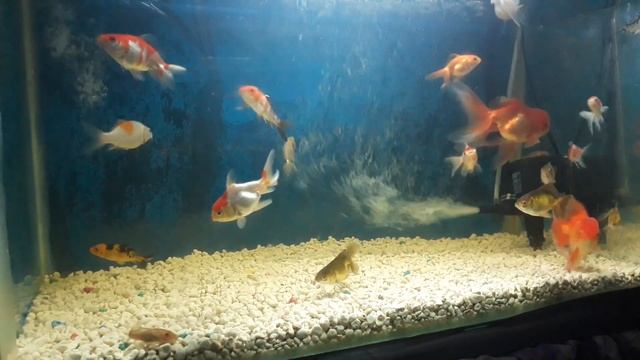 Cebu Goldfish смотреть онлайн