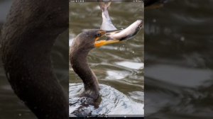 Черный хохлатый БАКЛАН