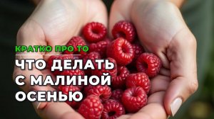 Кратко про то, что делать с малиной осенью