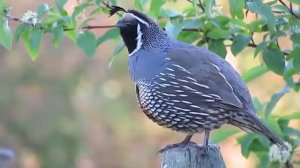 Калифорнийский хохлатый перепел Callipeplacalifornica обитает на западном побережьеСеверной Америки