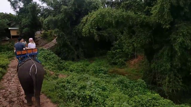 Катание на слонах. смотреть онлайн