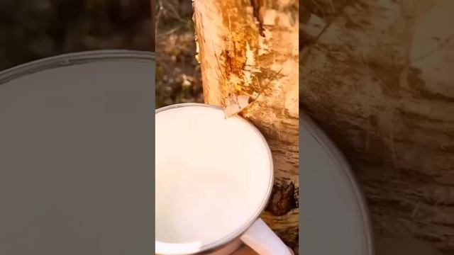 ЕДА ДЛЯ ВЫЖИВАНИЯ В ПРИРОДНЫХ УСЛОВИЯХ - ДИКИЕ ОСЫ #ВыживаниеНаПрироде #Бушкрафт #ОхотаИСборЕды