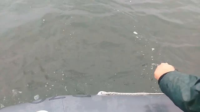 Приморская бухта. Отчёты. смотреть онлайн