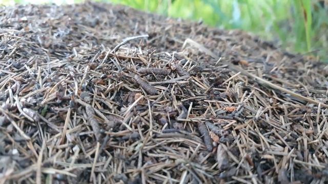 Павловский парк -г.Павловск. смотреть онлайн