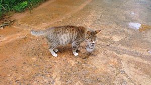 Шри - Ланка - Хиккадува - Город