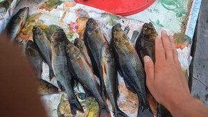 На дорожку ловим окуня и щуку