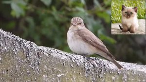 Серая мухоловка   Muscicapa striata