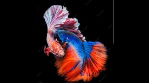 Питание рыб