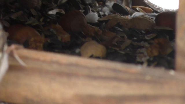 Обыкновенная пищуха - маленькая, но очень смелая птичка смотреть онлайн