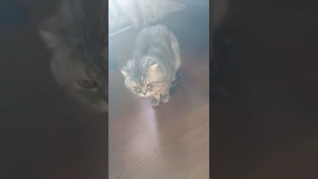 Кот вырос, а черепаха нет)) смотреть онлайн