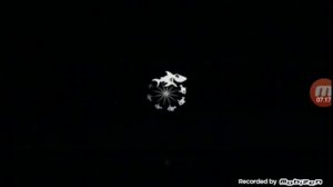 Хангри шанк я еупил тигровую акулу