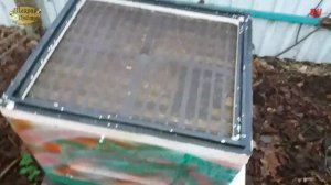 пчеловодство, январь контроль зимовки