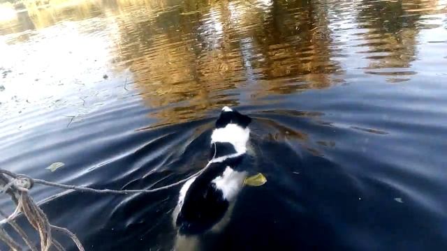 Лесюн плавает смотреть онлайн