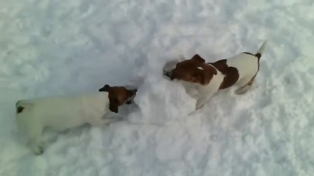 джек рассел терьер смотреть онлайн