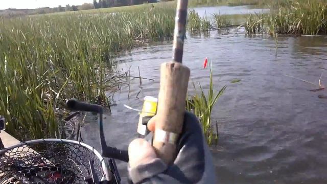 MAD SWAMP CARP quick clip смотреть онлайн