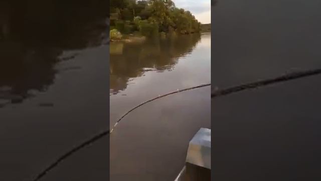 Ловля сома на спиненг