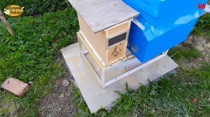 пчеловодство, приехали пчелопакеты первые шаги по пересадки пчелопакетов, дать пчеле облететься