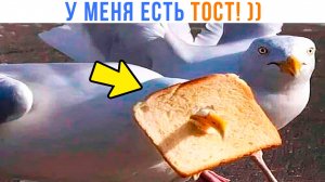 ДРУЗЬЯ, У МЕНЯ ЕСТЬ ТОСТ! ))) | Приколы | Мемозг 1509