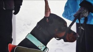 Догтренинг 584. Доберман диванного типа или итоги метода позитивного подкрепления.