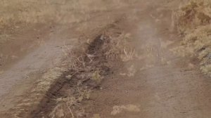 Перекати поле