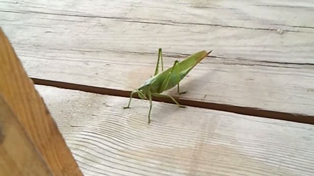 Работа на Ферме_Кузнечик у двери... смотреть онлайн