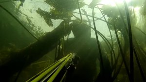 Подводная охота на Язя и Щуку Поиск в речных зарослях сплавом