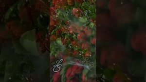 Летний дождь❤️ Тальков