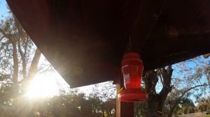 Gopro8 settings test. Hummingbird and feeder some traffic and a rooster