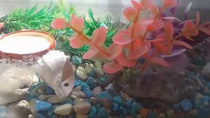 Моя ферма Ящериц