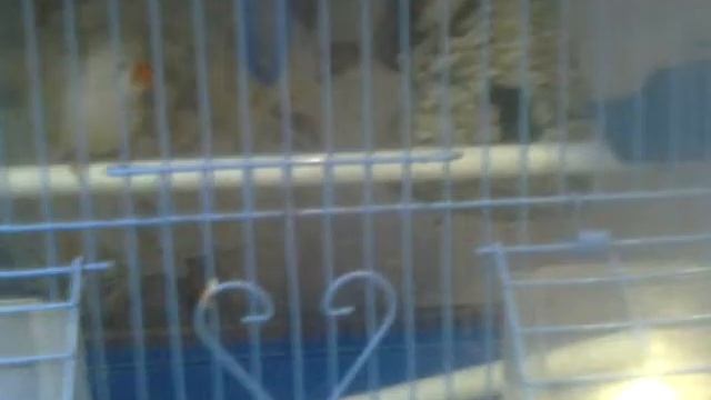 Мои Амадины смотреть онлайн