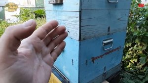 пчеловодство вывод семьи из роевого состояния, пчеловодство, пчелы не роятся