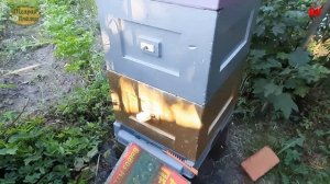 пчеловодство, жара на пасеке